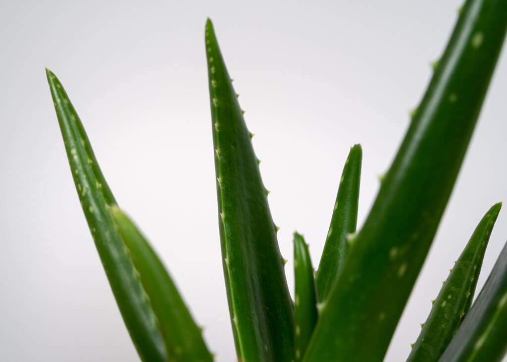 Aloe Vera