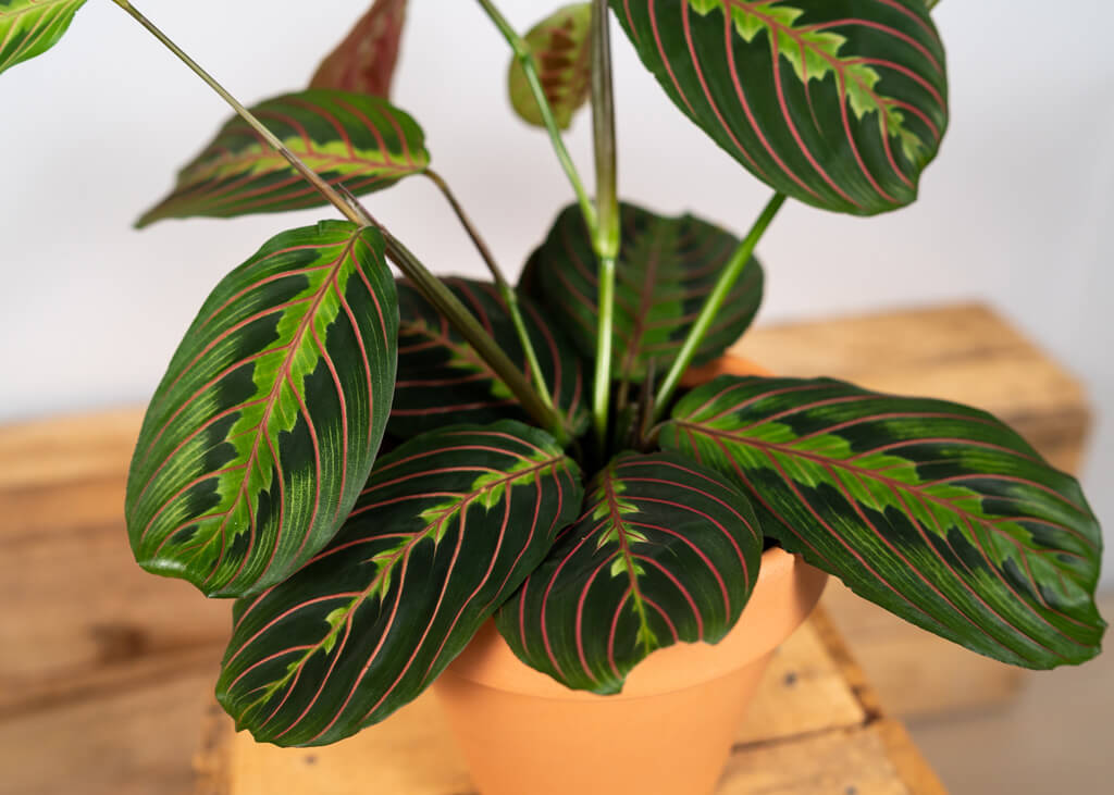 Maranta Fascinator Tricolor