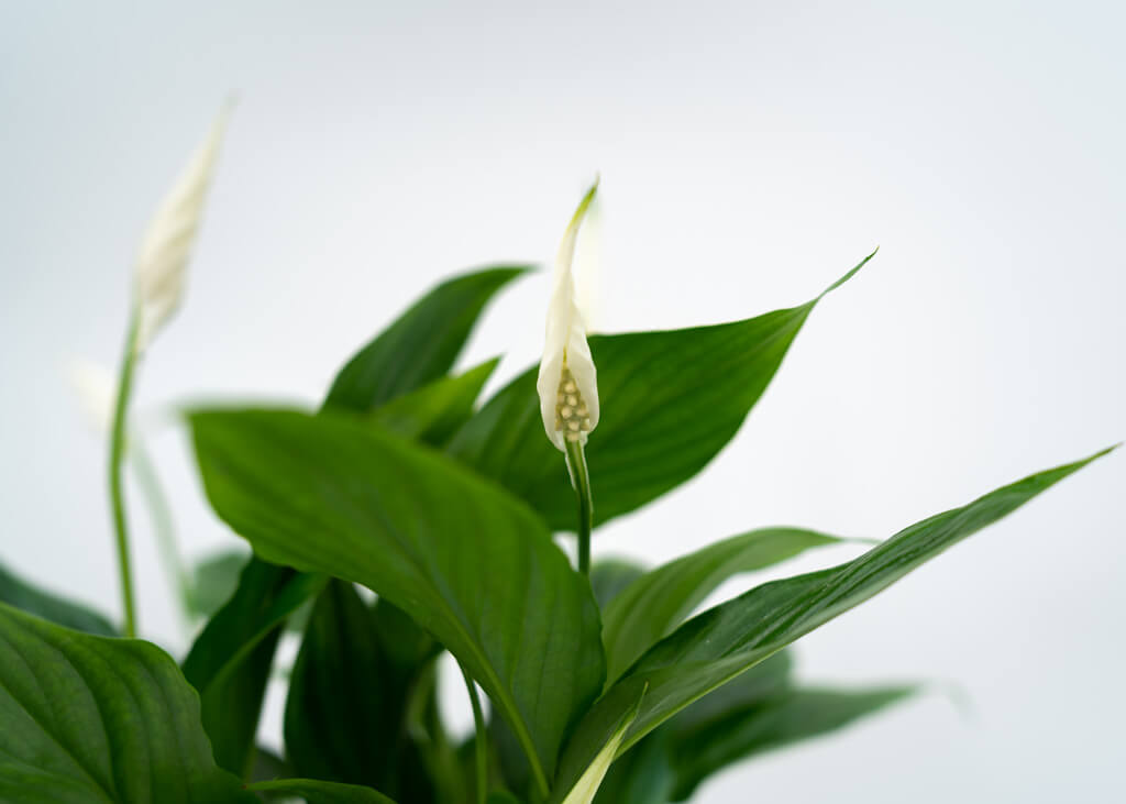 Spathiphyllum