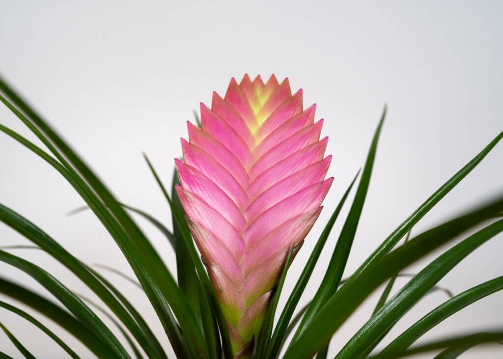 Tillandsia Cianea Anita