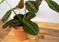 Maranta Fascinator Tricolor