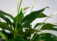 Spathiphyllum