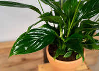 Spathiphyllum
