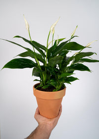 Spathiphyllum