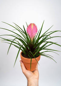 Tillandsia Cianea Anita